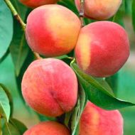 Саженец Персик колонновидный Штайнберг